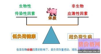 非瘟背景下养猪场健康管理原理与思路